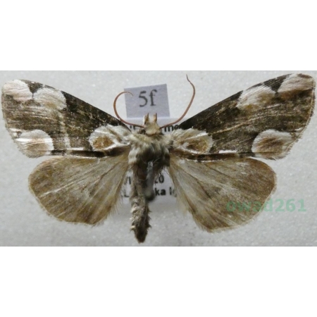 Thyatira batis (Linnaeus, 1758) Plamówka malinówka Czech5f